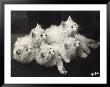 Group Of Five Adorable White Fluffy Chinchilla Kittens Lying In A Heap Looking Up At Their Owner by Thomas Fall Limited Edition Print