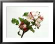 Pink And White Flowers And Green Foliage Of Apple (Malus) Blossom On White Background by John Beedle Limited Edition Print