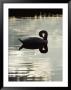 A Mute Swan Preens On Mirrored Waters by Mattias Klum Limited Edition Print