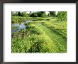 Large Wild Pond, Mown Grass Path Through Ranunculus (Buttercup) Meadow by Mark Bolton Limited Edition Pricing Art Print