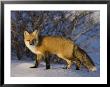 Redfox (Vulpes Vulpes), Churchill, Hudson Bay, Manitoba, Canada by Thorsten Milse Limited Edition Print