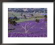 Sheep Grazing Amongst Salvation Jane With New Vineyards In Distance, South Australia by Diana Mayfield Limited Edition Print