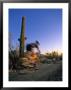 Mountain Biker On Trail Near Tucson, Arizona, Usa by Chuck Haney Limited Edition Print