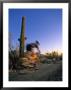 Mountain Biker On Trail Near Tucson, Arizona, Usa by Chuck Haney Limited Edition Print