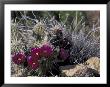 Strawberry Hedgehog, Saguaro National Park, Arizona, Usa by Kristin Mosher Limited Edition Print