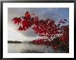 A Maple Tree In Fall Foliage Frames A View Of Barnard Harbour by Richard Nowitz Limited Edition Print