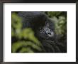 A Young Mountain Gorilla In Rwandas Virunga Mountains by Michael Nichols Limited Edition Print