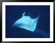 A Manta Ray, Manta Birostris, Swims Gracefully In A Blue Ocean by Brian J. Skerry Limited Edition Print
