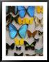 Display Of Butterfly Samples At The National Biodiversity Institute by Steve Winter Limited Edition Pricing Art Print
