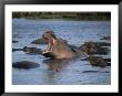 Hippos, Chobe National Park, Botswana, Africa by Jane Sweeney Limited Edition Pricing Art Print