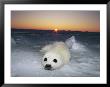 A Juvenile Gray Seal Pup Rests As The Sun Begins To Rise Over The Snowy Landscape by Norbert Rosing Limited Edition Print