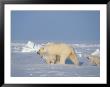 A Mother Walks Across A Snowfield With Her Young Cubs by Paul Nicklen Limited Edition Pricing Art Print