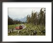Goldenrod Beside A Road In Glacier National Park by Maynard Owen Williams Limited Edition Print