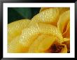 Close View Of Dew On Olympic Gold Rose Petals by Jason Edwards Limited Edition Print