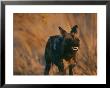 An African Wild Dog Bares Its Teeth In Warning by Chris Johns Limited Edition Print