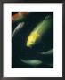 Koi Swim Peacefully In A Pond by David Evans Limited Edition Print