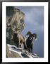 A Pair Of American Bighorn Sheep On A Ledge by Michael S. Quinton Limited Edition Print