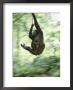 A Gorilla Plays At The Mpassa Reserve by Michael Nichols Limited Edition Print