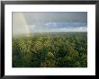 A Rainbow Arches Over The Rain Forest by Darlyne A. Murawski Limited Edition Pricing Art Print