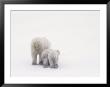 Rear View Of A Polar Bear And Her Two Cubs by Norbert Rosing Limited Edition Print