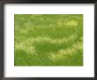 A Sea Of Fresh New Spring Grasses by Tom Murphy Limited Edition Print
