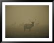 Several Bull Elk Stand In Smoke From The Yellowstone Fires Of 1988 by Michael S. Quinton Limited Edition Print