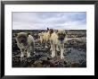 Trio Of Growling Husky Puppies In Nunavut, Canada by Paul Nicklen Limited Edition Print