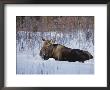 A Moose At Rest In The Snow by Paul Nicklen Limited Edition Print