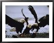A Group Of American Bald Eagles Fight Over Food by Klaus Nigge Limited Edition Pricing Art Print
