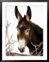 Portrait Of A Mule In Fresh Snow by Stephen St. John Limited Edition Pricing Art Print