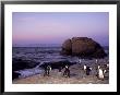 African (Jackass) Penguins, (Sphensiscus Demersus), Cape Town, South Africa, Africa by Thorsten Milse Limited Edition Print