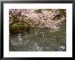 Cherry Blossom, Kenrokuen Garden, Kanazawa City, Ishigawa Prefecture, Honshu Island, Japan by Christian Kober Limited Edition Print