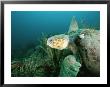 An Endangered Loggerhead Turtle, Caretta Caretta, Swims In A Blue Sea by Brian J. Skerry Limited Edition Pricing Art Print