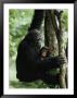 A Female Chimpanzee Climbs A Tree With Her Infant by Michael Nichols Limited Edition Print