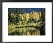 Birch And Spruce Trees Are Reflected In Cli Lake by Raymond Gehman Limited Edition Print