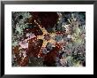 A Starfish Amid A Cluster Of Tubeworms by Wolcott Henry Limited Edition Pricing Art Print