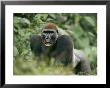 A Lowland Gorilla Walking Through The Forest On All Fours by Michael Fay Limited Edition Print