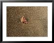 Shell On Sand At Bermagui Beach by Sam Abell Limited Edition Pricing Art Print