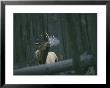 A Bull Elk Bugles, Emitting A Frosty Breath by Michael S. Quinton Limited Edition Print