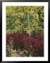 A View Of Quaking Aspen Trees With Fall Foliage Near Ouray by Marc Moritsch Limited Edition Print