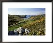 View To Sea And Beach From Coast Path Near Lower Solva, Pembrokeshire, Wales, United Kingdom by Lee Frost Limited Edition Print