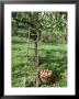Picking Apples Fruit In Wicker Basket Ladder Against Tree by Linda Burgess Limited Edition Pricing Art Print