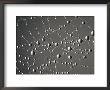 Spider Web And Dew Drops, National Bison Range, Montana, Usa by Darrell Gulin Limited Edition Print