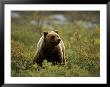 A Grizzly Bear Sniffs The Wind by Paul Nicklen Limited Edition Print
