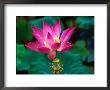 Lotus Flower, Indonesia by Paul Beinssen Limited Edition Print