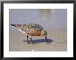 Red Knot Sandpiper Eating Horseshoe Crab Eggs by Steve Winter Limited Edition Pricing Art Print