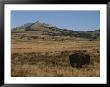 An American Bison Standing In A Prairie by Tom Murphy Limited Edition Print