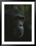 Portrait Of Chimpanzee In The Mahale Mountains National Park by Michael Nichols Limited Edition Pricing Art Print