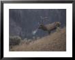 Elk Or Wapiti Bull On A Hillside In Yellowstone National Park by Raymond Gehman Limited Edition Print