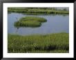 A Heron In The Marsh Near Fenwick Island, Delaware by Stacy Gold Limited Edition Print